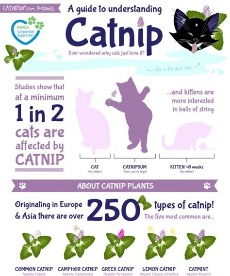 How does catnip effect Cats? (Infographic)