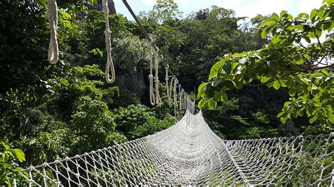 HD wallpaper: bridge, forest, hanging bridge, masungi georeserve, net, outdoors | Wallpaper Flare