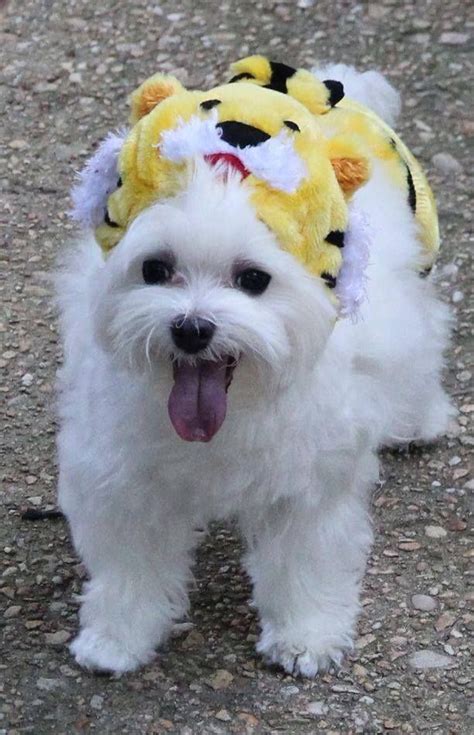 Maltese Tiger | Cutest puppy ever, Maltese puppy, Cute little puppies