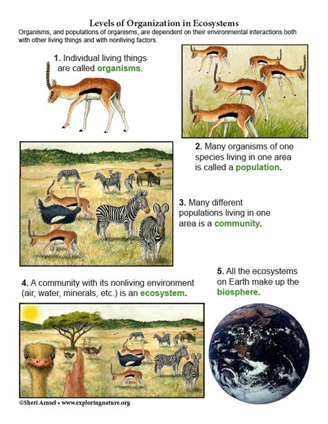 Levels of Organization in Ecosystems - Diagram