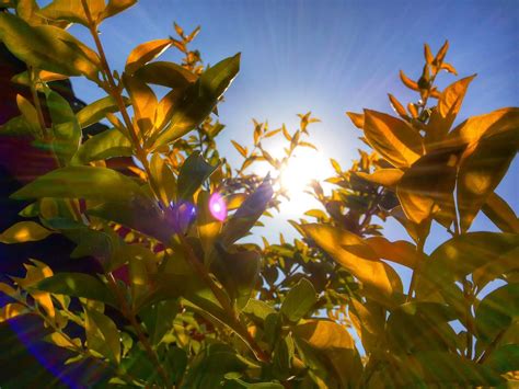 Importance Of Sunlight | How Sunlight Affects Plant Growth