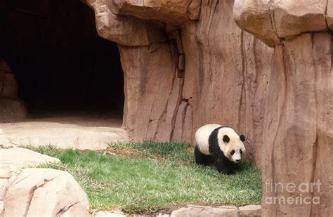 Panda Exhibit At The San Diego Zoo Photograph by Jim Corwin - Fine Art ...