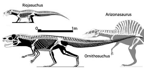 Ornithosuchus