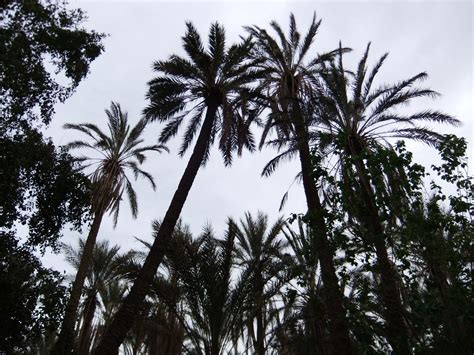 Palm Trees | Palm Trees in silhouette | oatsy40 | Flickr