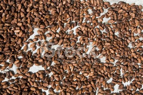 Cocoa Beans Drying Stock Photo | Royalty-Free | FreeImages