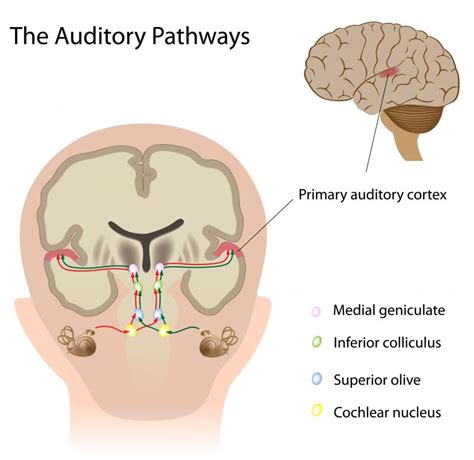 What Is the Primary Auditory Cortex? (with pictures)