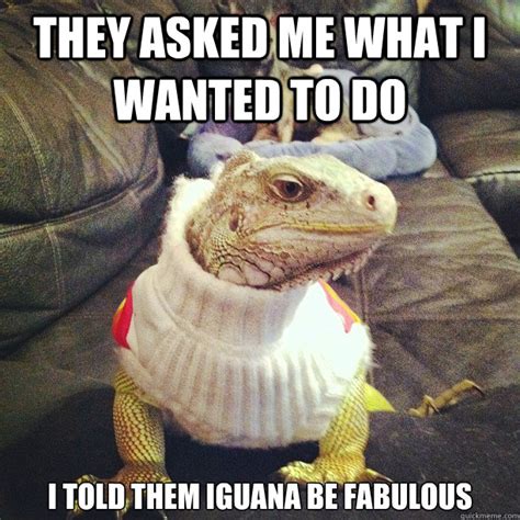 They asked me what I wanted to do I told them Iguana be fabulous - Misc - quickmeme