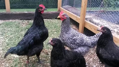 4 month old Barred Rock and Black Australorp Roosters in need of no cull home - SE Pennsylvania