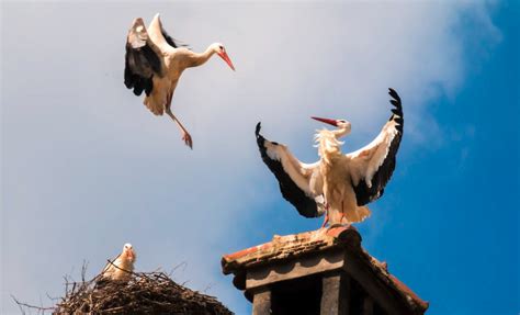 Communication Among Birds: How They Transmit Information to Each Other – Bird Watching Pros