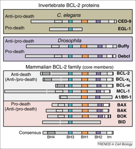 Multipolar functions of BCL-2 proteins link energetics to apoptosis: Trends in Cell Biology