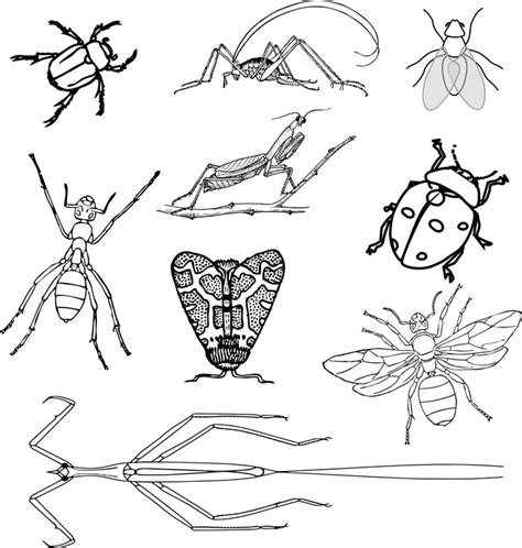 Download Insects, Bugs, Beetle. Royalty-Free Vector Graphic - Pixabay