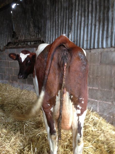 When should cows pass their pregnancy membranes? - Vet in Training