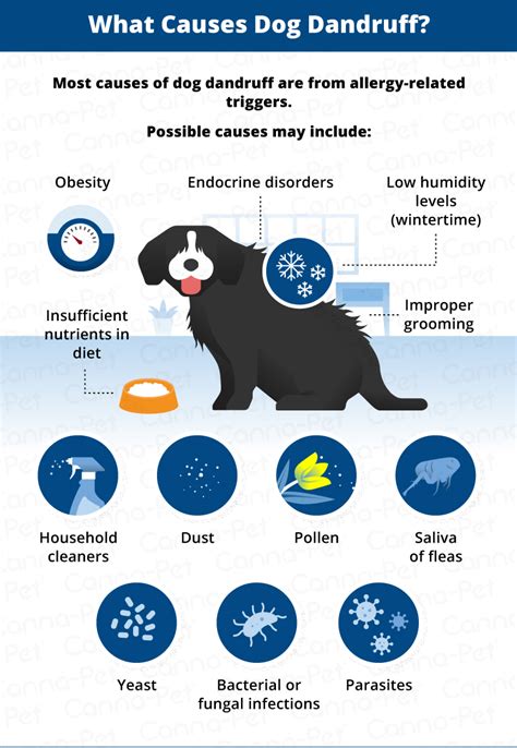 Dog Dandruff: Causes, Signs, & Treatments | Canna-Pet®