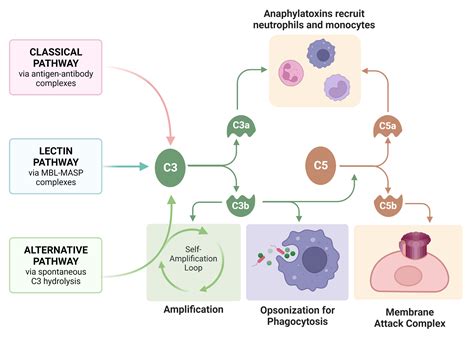 Complement system - Rethink Biology Notes - Immunology