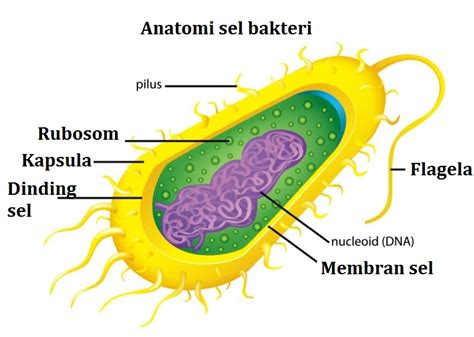 Struktur Anatomi Bakteri - Homecare24
