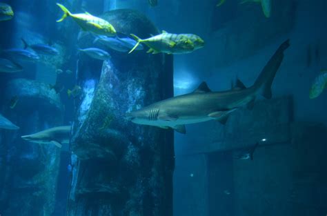 Sea Life London Aquarium, London City Centre holiday accommodation: holiday houses & more | Stayz