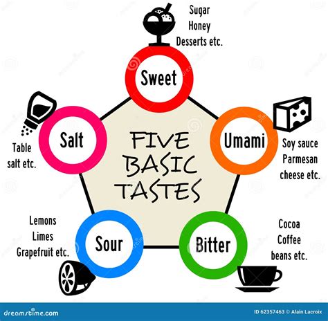 Five Basic Tastes Stock Illustrations – 19 Five Basic Tastes Stock Illustrations, Vectors ...