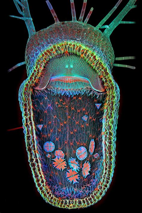 And The Winner Is: The Humped Bladderwort : The Picture Show : NPR