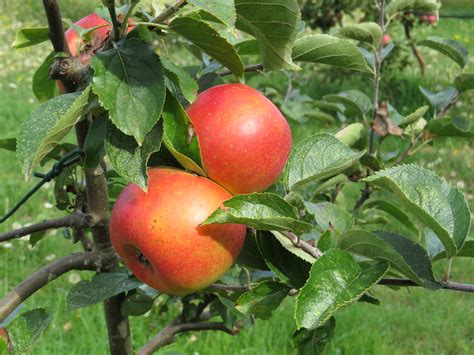 Growing apples organically - Susan's in the Garden