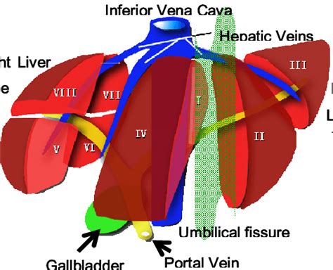 Couinaud's liver segments. The Couinaud classification divides the ...