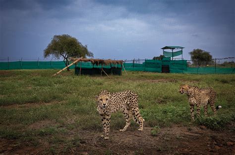 Bringing The Cheetah Back To India