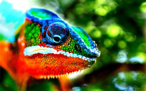 Download Lizard Colorful Animal Chameleon HD Wallpaper