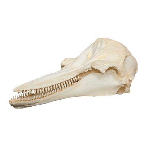 Replica Bottle-nosed Dolphin Skull — Skulls Unlimited International, Inc.