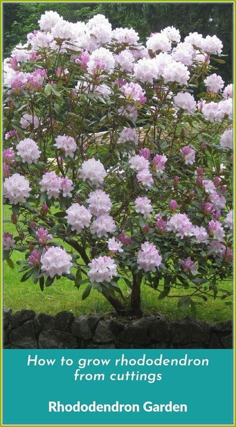 Tips To Plant a Rhododendron Garden At Your Home - Rachyl Gardening ...