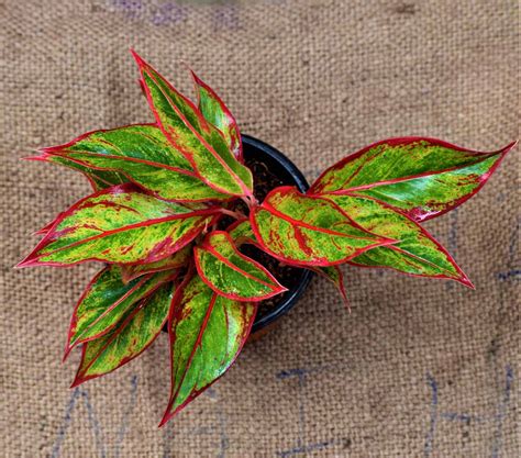 Aglaonema Siam Aurora Lipstick Plant - Buy Plants & Handicrafts Online At Lowest Price In India ...