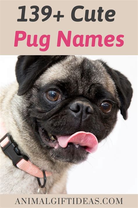 Pug names – Artofit