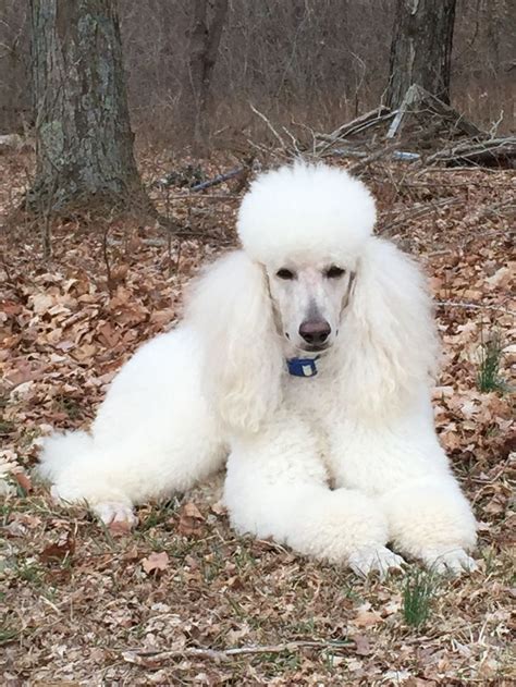 White Standard Poodle - Beautiful Rio | Standard poodle, Poodle dog ...