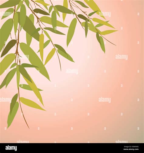 Bamboo trees and leaves at sunset time Stock Photo - Alamy