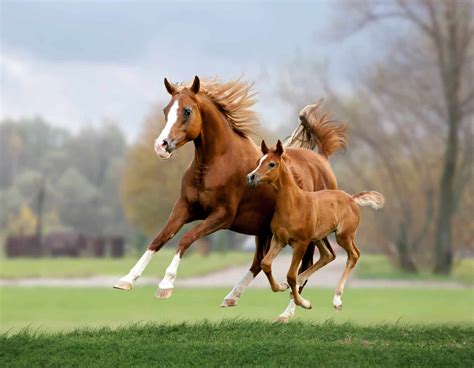 Embryo transfer - Equestrian Hub