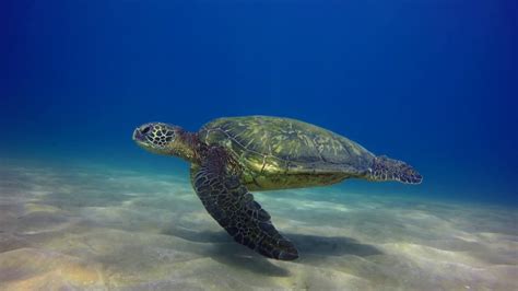 Swimming With Sea Turtles - YouTube