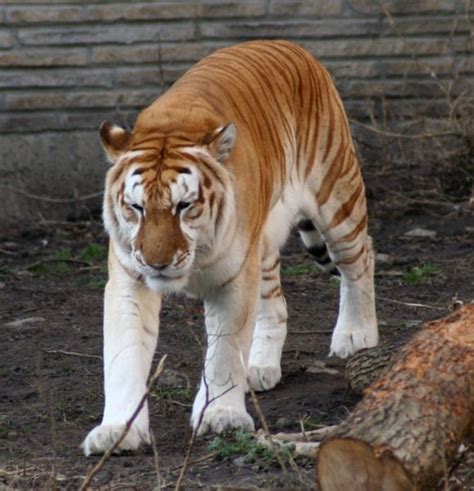 Beautiful Unusual Golden Tabby Tiger ~ The Nature Animals