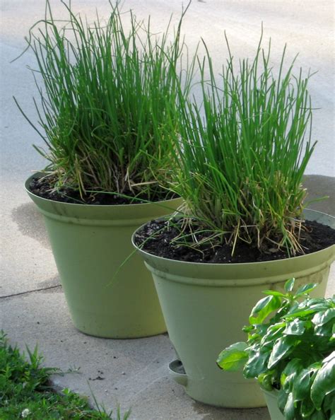 Chives in winter