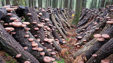 Shiitake Mushrooms Growing