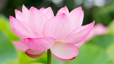 Lotus Flower Wallpapers, Pictures, Images