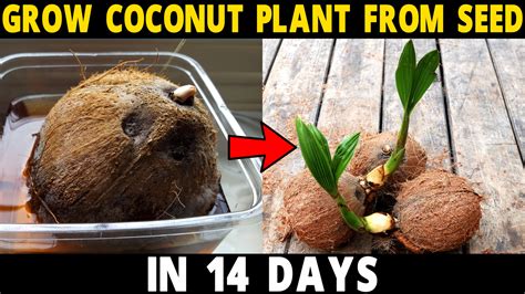 how to grow coconut from seed Archives - Discover Agriculture