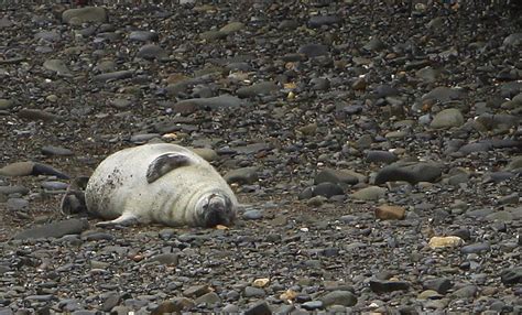 fat seal pup | Sue | Flickr