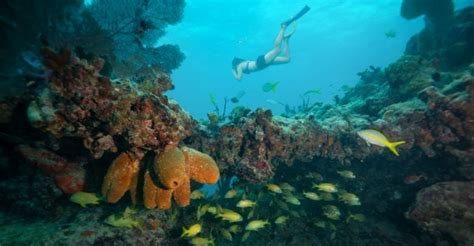 The 7 Best Snorkeling Tours In Key West - [2019 Reviews] | Outside Pursuits