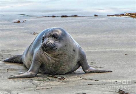 Seal the Deal Photograph by Larry Young - Fine Art America