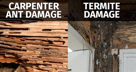 Flying Termites vs. Flying Ants: How to Spot the Difference | PestsGuide