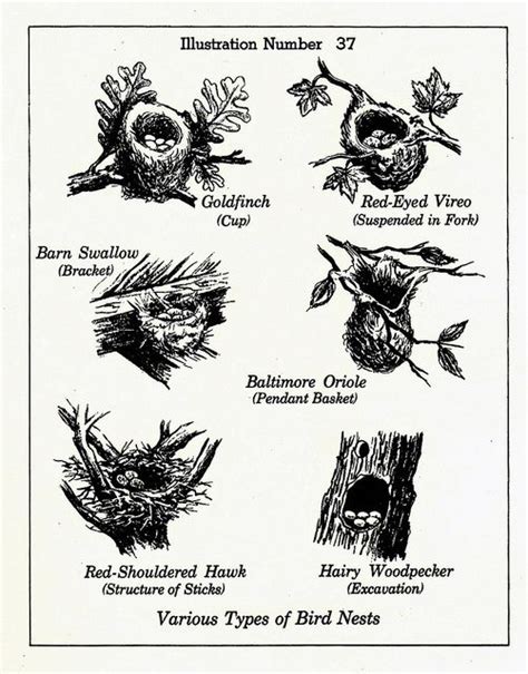 Various Types of Bird Nests | Bird nest, Bird, Drawings