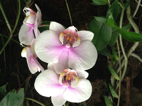 DC orchids at Nat’l Botanic Gardens Copyrighth Shelagh Donnelly – EXCEPTIONAL EA