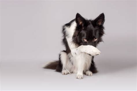 1,200+ Dog Hiding Face Stock Photos, Pictures & Royalty-Free Images - iStock