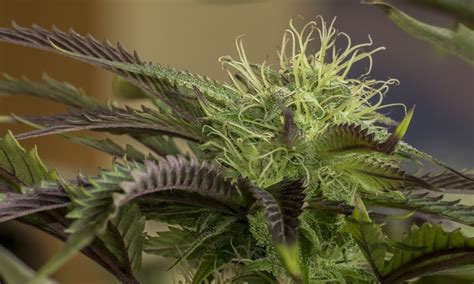 Cannabis Flowering Stages For Perfect Bud - 420 Kingdom