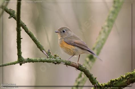 Red-flanked Bluetail 1 - alphabetic order by Marc Declercq - ref:mdec