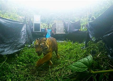 Penuh Haru, Sepasang Harimau Sumatera Kembali ke Habitat Alaminya