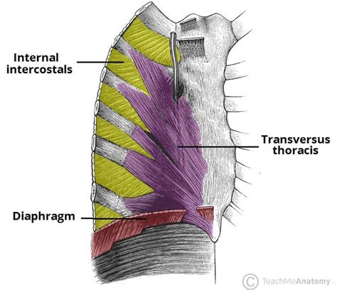 Thoracic Muscles - Attachments - Actions - TeachMeAnatomy